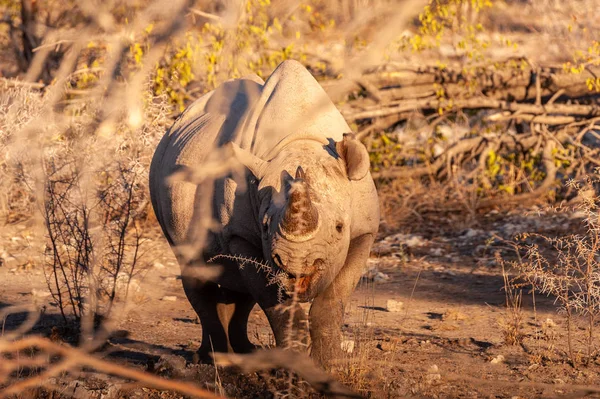 Black Rhinoceros in the Evening light — Stock Photo, Image