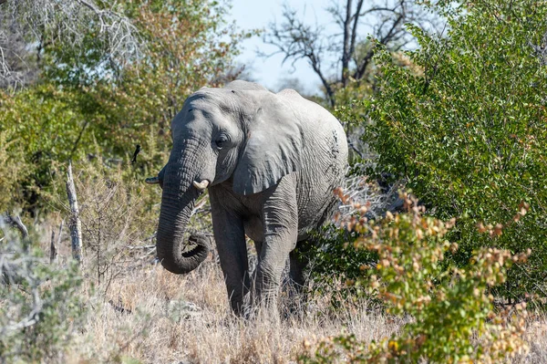 Elefante africano emergiendo de los arbustos . — Foto de Stock