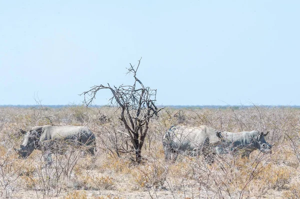 Familia de rinocerontes blancos en Etosha — Foto de Stock