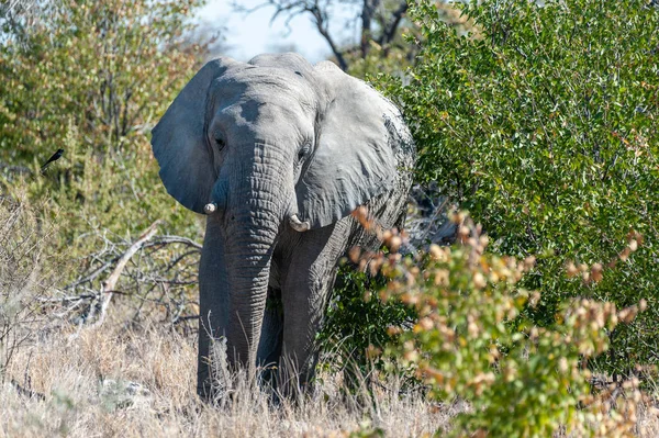덤불에서 떠오르는 아프리카 코끼리. — 스톡 사진