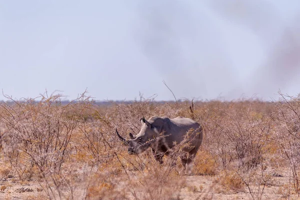 Vit noshörning familj i Etosha — Stockfoto