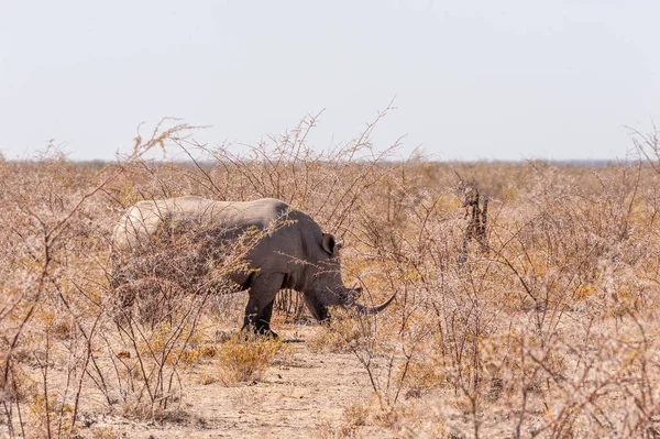 Fehér orrszarvú család Etosha — Stock Fotó