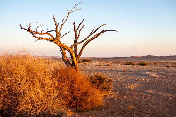 Sonnenaufgang über der Wüste — Stockfoto