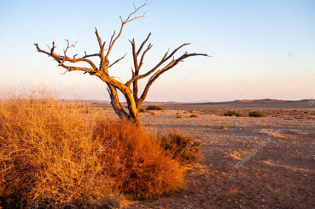 Sunrise over the Desert