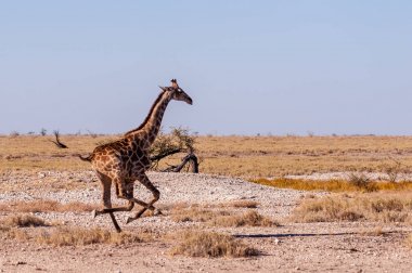 Namibya'da dörtnala koşan Zürafa