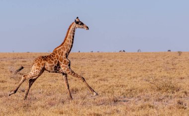 Namibya'da dörtnala koşan Zürafa
