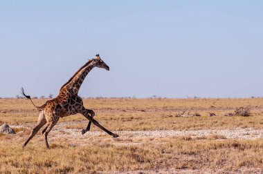Namibya'da dörtnala koşan Zürafa