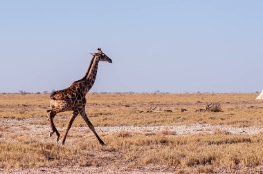 Namibya'da dörtnala koşan Zürafa