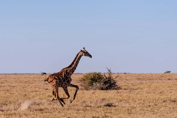 Namibya'da dörtnala koşan Zürafa