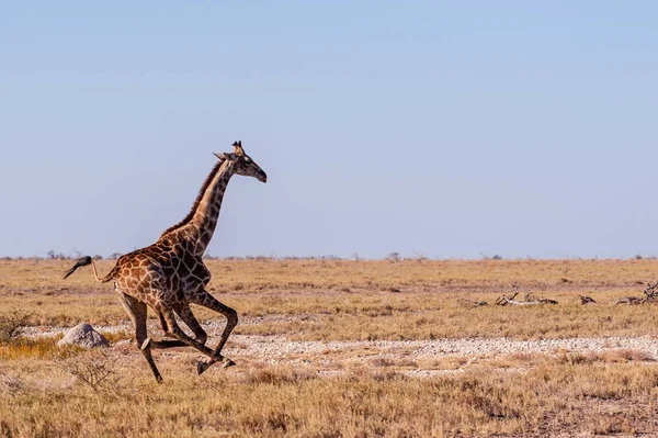 Скачуть жирафа в Намібії — стокове фото