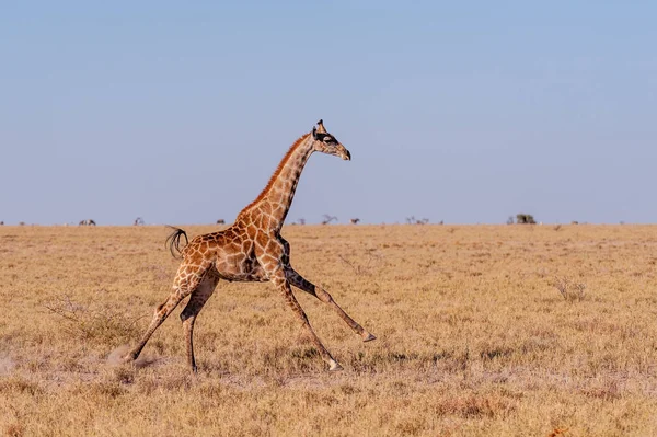 Girafa galopante na Namíbia — Fotografia de Stock