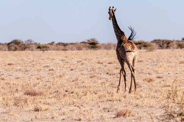 Etosha'da dört nala koşan bir Zürafa