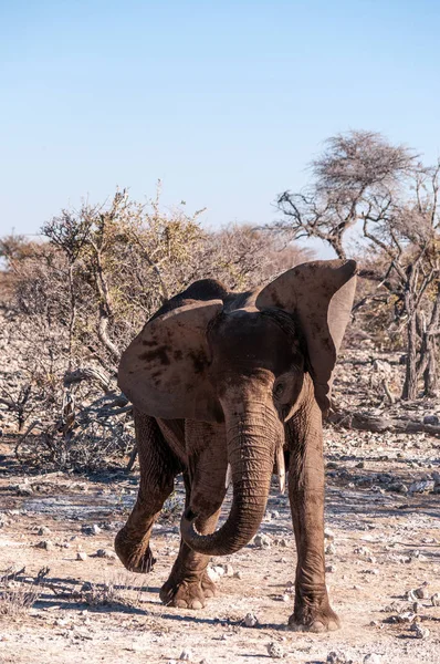 Etosha'da Afrika fili