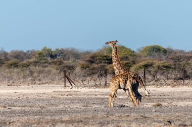 İki Erkek AngolaZaları Savaşıyor