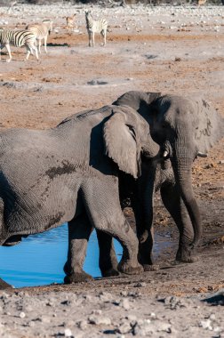 İki Erkek Fil Birbirleriyle Savaşıyor