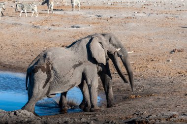 İki Erkek Fil Birbirleriyle Savaşıyor