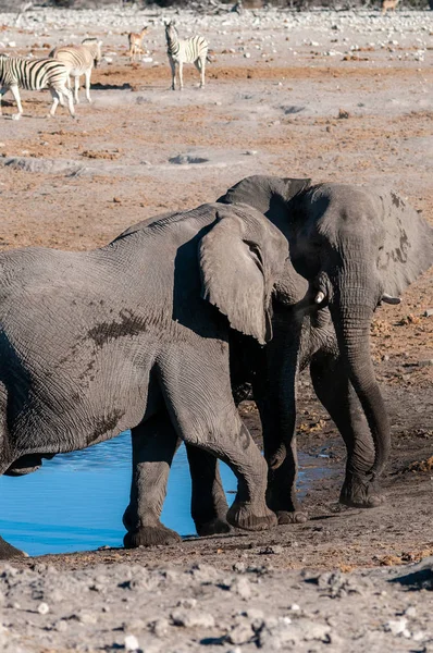 İki Erkek Fil Birbirleriyle Savaşıyor