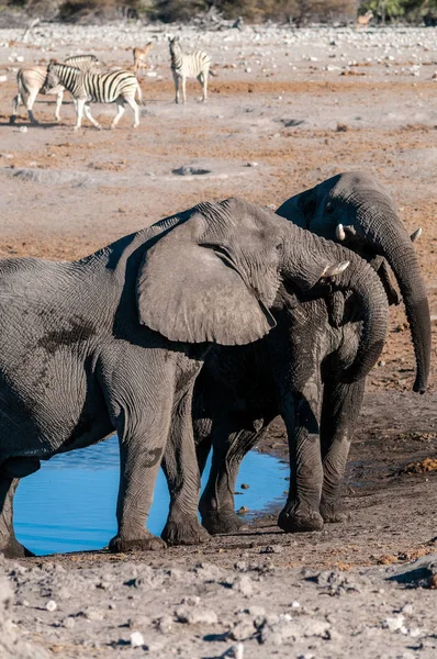Zwei männliche Elefanten, die sich gegenseitig bekämpfen — Stockfoto