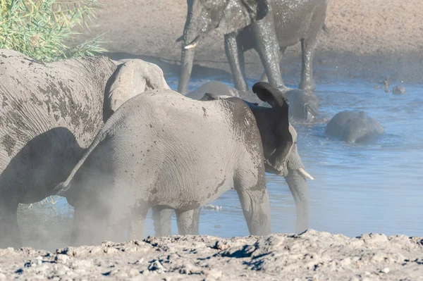 Close up of a Herd of African Elephants Bathing and Drinking in a Waterhole — Stock Photo, Image