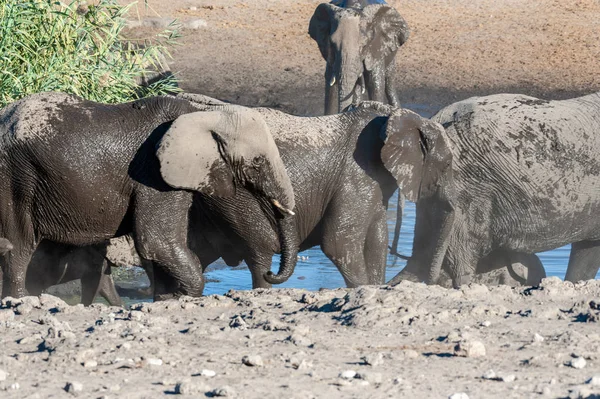 Primer plano de una manada de elefantes africanos bañándose y bebiendo en un pozo de agua — Foto de Stock