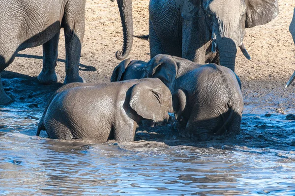 Close up of a Herd of African Elephants Bathing and Drinking in a Waterhole — Stock Photo, Image