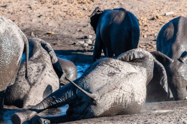 Bir Su Birikintisi'nde Yıkanan ve İçen Afrika Filleri Sürüsünün Yakın Çekim