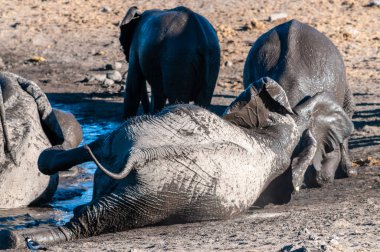 Bir Su Birikintisi'nde Yıkanan Afrika Filleri