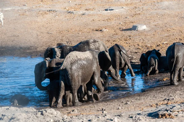 Primer plano de una manada de elefantes africanos bañándose y bebiendo en un pozo de agua —  Fotos de Stock