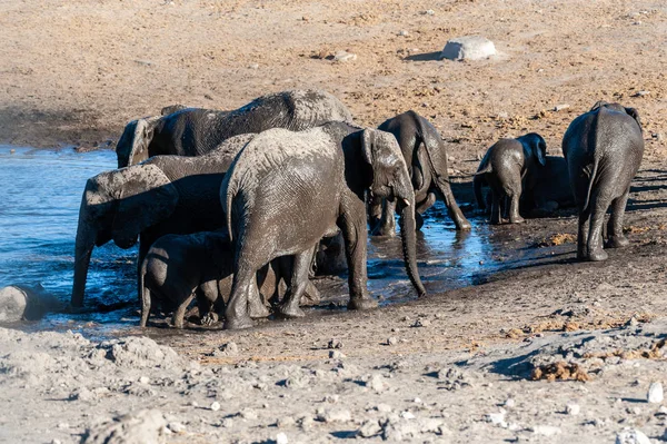 Close up of a Herd of African Elephants Bathing and Drinking in a Waterhole — Stock Photo, Image