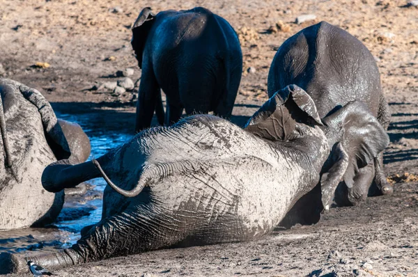 Bir Su Birikintisi'nde Yıkanan Afrika Filleri