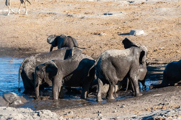 Nahaufnahme einer Herde afrikanischer Elefanten beim Baden und Trinken in einem Wasserloch — Stockfoto