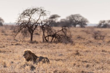Erkek aslan bir düzlükte dinleniyor