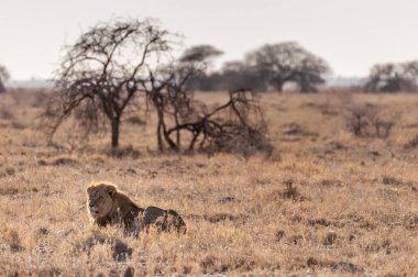 Erkek aslan bir düzlükte dinleniyor