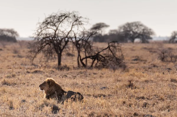 León macho descansando en una llanura —  Fotos de Stock