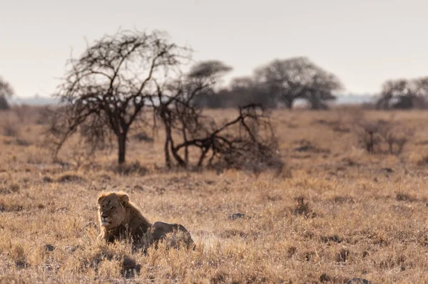 León macho descansando en una llanura —  Fotos de Stock