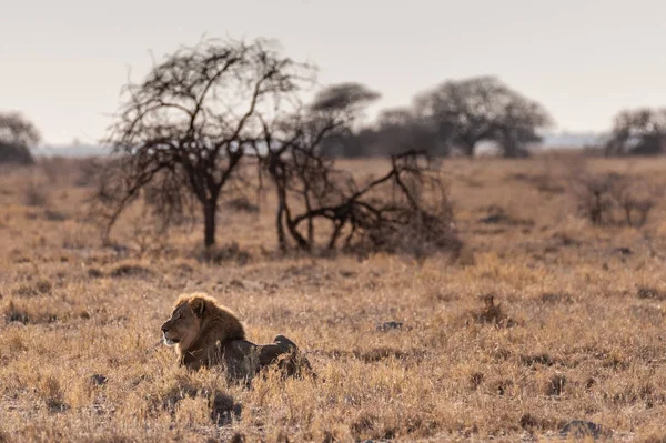 León macho descansando en una llanura —  Fotos de Stock