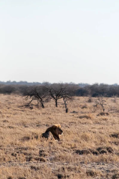 León macho descansando en una llanura —  Fotos de Stock