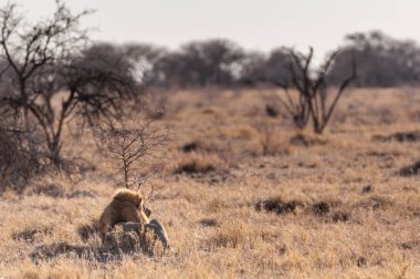 Erkek aslan bir düzlükte dinleniyor