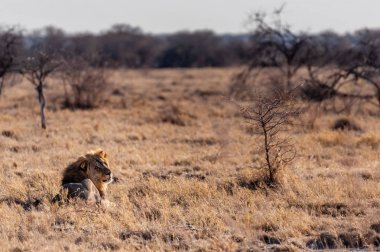 Erkek aslan bir düzlükte dinleniyor