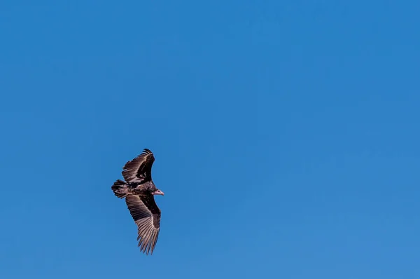 Buitre cabeza blanca en vuelo sobre Etosha — Foto de Stock