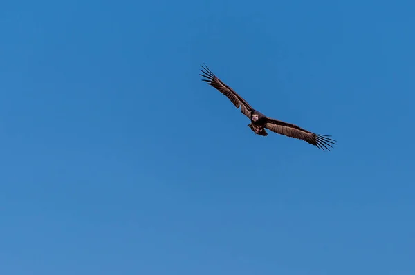 Wit-koppige gier in vlucht over Etosha — Stockfoto