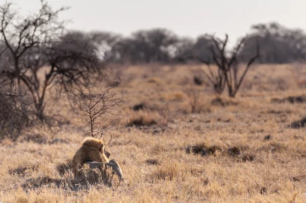 Erkek aslan bir düzlükte dinleniyor
