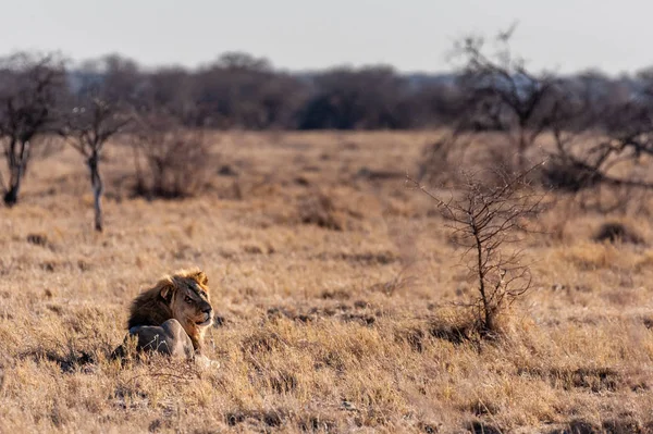 León macho descansando en una llanura —  Fotos de Stock