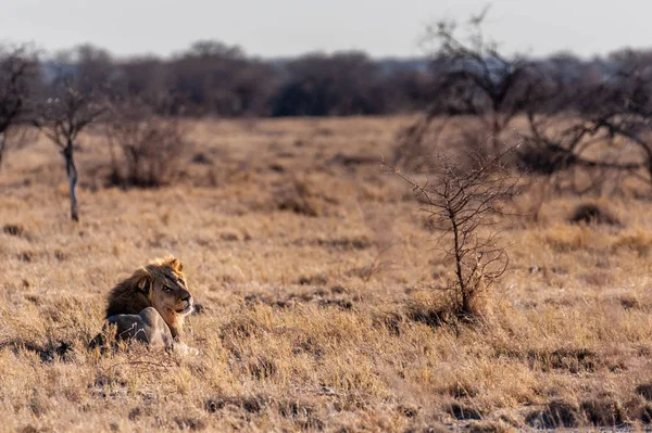 Erkek aslan bir düzlükte dinleniyor