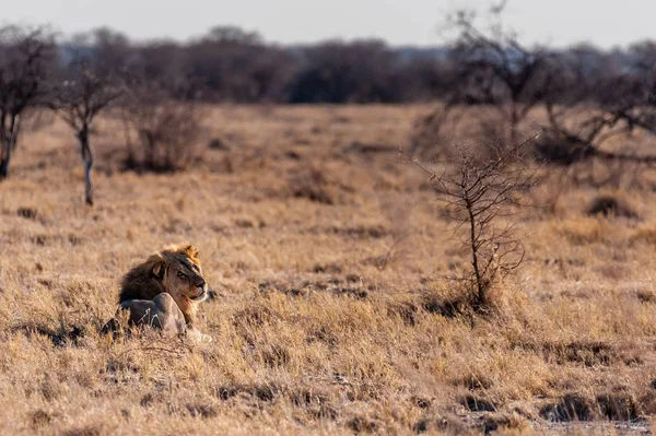 Erkek aslan bir düzlükte dinleniyor