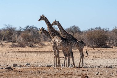 Etosha Milli Parkı'nda bir su birikintisi yakınında toplanan bir grup Zürafa.