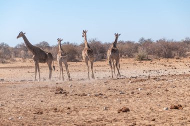 Etosha Milli Parkı'nda bir su birikintisi yakınında toplanan bir grup Zürafa.