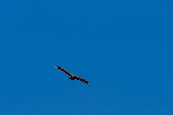 Vithövdad gam i flykt över Etosha — Stockfoto