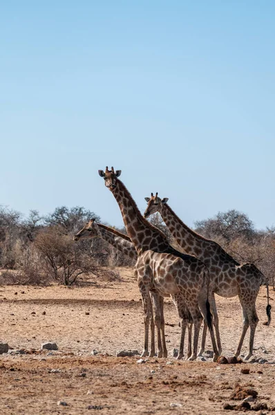 Grupa Żyrafów zbierająca się w pobliżu Waterhole w parku narodowym Etosha. — Zdjęcie stockowe