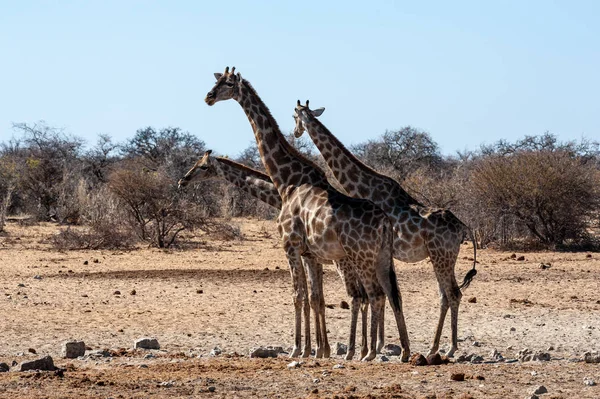 Grupa Żyrafów zbierająca się w pobliżu Waterhole w parku narodowym Etosha. — Zdjęcie stockowe